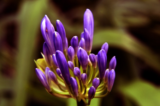 阿仙奴因全 阿仙奴因全